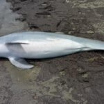 Dolphin found shot to death on beach with bullets lodged in its brain, spinal cord and heartJon Haworth, ABC News