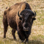 Man injured after kicking bison in the leg while under influence of alcohol at YellowstoneJon Haworth, ABC News