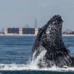 Gotham Whale, a New York City-based nonprofit, allows citizen scientists to assist in conservation effortsJulia Jacobo, ABC News