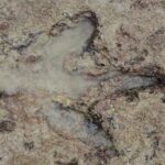 Large fossil footprints point to discovery of new ‘megaraptor’ dinosaur: StudyMary Kekatos, ABC News