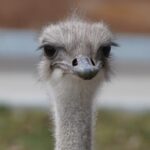 Karen, the ‘vibrant and beloved’ ostrich at Topeka Zoo, dies after swallowing zoo staffer’s keysJon Haworth, ABC News