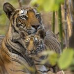 New for Earth Day on Disney+: Priyanka Chopra Jonas narrates Disneynature’s ‘Tiger’