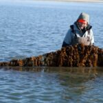 How kelp farms, an ‘environmental powerhouse,’ can help mitigate climate changeJulia Jacobo and Jessie DiMartino, ABC News
