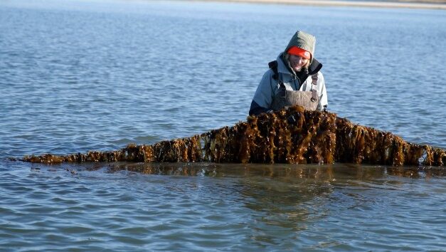 How kelp farms, an ‘environmental powerhouse,’ can help mitigate climate changeJulia Jacobo and Jessie DiMartino, ABC News