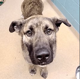 Pet of the Week – Dutch