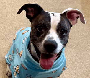 Pet of the Week – Sheba