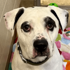 Pet of the Week – Finn