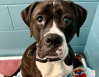 Pet of the Week – Ella