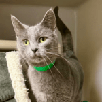 Pet of the Week – Slate