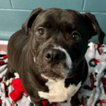 Pet of the Week – Dixie