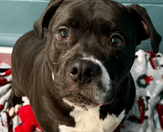 Pet of the Week – Dixie