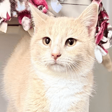 Pet of the Week – Jilly Bean