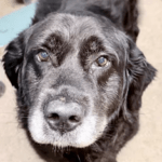 Pet of the Week – Bear