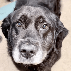 Pet of the Week – Bear