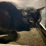 Pet of the Week – Crush