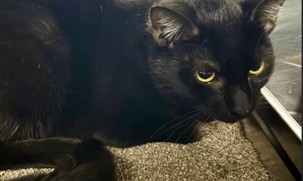 Pet of the Week – Crush