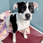 Pet of the Week – Dora