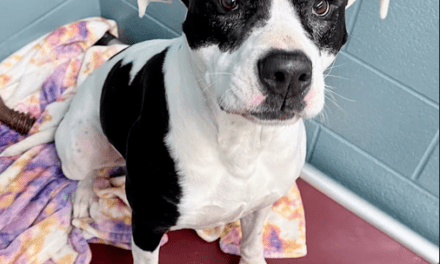 Pet of the Week – Dora
