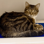 Pet of the Week – Merry