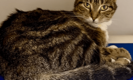 Pet of the Week – Merry