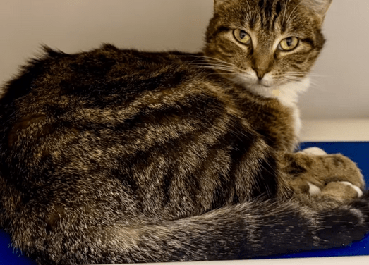 Pet of the Week – Merry