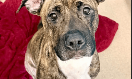 Pet of the Week – Hera