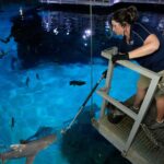 There are sharks in Las Vegas feasting on hundreds of pounds of fish every week