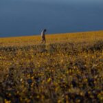 Wildflowers are blooming in the driest place in North America — but not for long