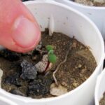 Lithium mine clears hurdle despite conservationists’ worries for rare wildflower