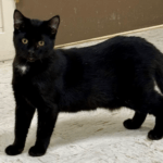 Pet of the Week – Chocolate