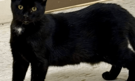 Pet of the Week – Chocolate