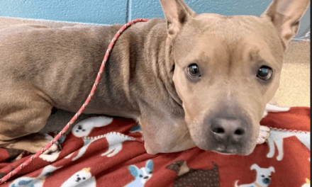 Pet of the Week – Tink