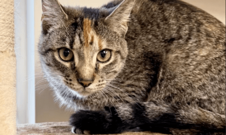Pet of the Week – Mango
