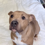 Pet of the Week – Remy