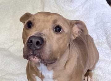 Pet of the Week – Remy