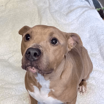 Pet of the Week – Remy