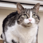 Pet of the Week – Flannel