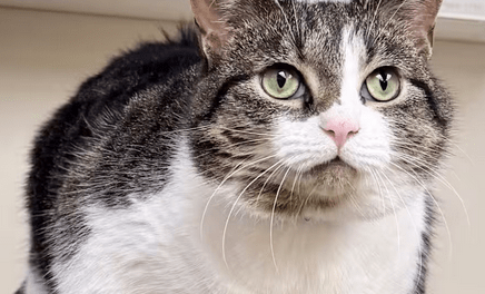 Pet of the Week – Flannel