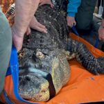 Man ends fight to reclaim Albert, his 12-foot alligator seized in 2024