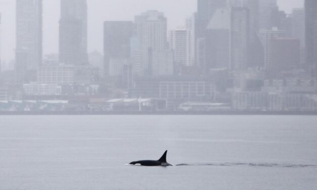 Orcas never seen before in Seattle delight whale watchers with a visit