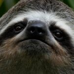 Sickness, cold killed nearly 30 sloths at Florida import warehouse