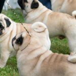 Judge tosses PETA’s lawsuit against the American Kennel Club over dog breed health