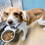 Pet of the Week – Red