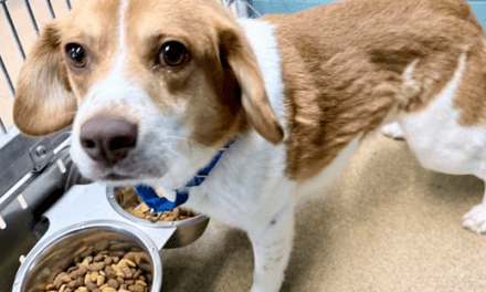 Pet of the Week – Red