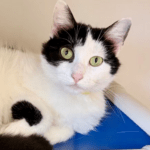 Pet of the Week – Sassy