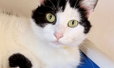 Pet of the Week – Sassy
