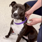 Pet of the Week – Shakira