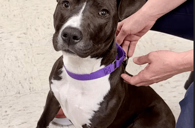 Pet of the Week – Shakira