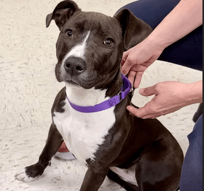 Pet of the Week – Shakira