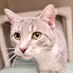 Pet of the Week – Chicken Little